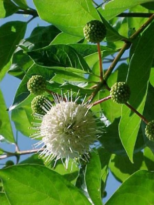 Cephalanthus occidentalis
